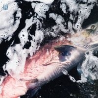 Jessika Kenney & Eyvind Kang - Azure in der Gruppe VINYL / Pop bei Bengans Skivbutik AB (4313375)