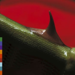 Nusrat Fateh Ali Khan - Night Song in der Gruppe CD bei Bengans Skivbutik AB (521370)