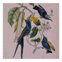 Yokota Susumu - Sakura in der Gruppe CD bei Bengans Skivbutik AB (548409)