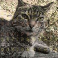 Reciprocate - Soul To Burn in der Gruppe VINYL / Pop-Rock bei Bengans Skivbutik AB (5510270)