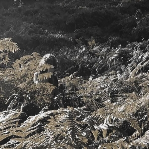 Apostille - Prisoners Of Love And Hate in der Gruppe VINYL bei Bengans Skivbutik AB (5514829)