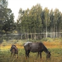 Pianos Become The Teeth - Old Pride (Forest Green Vinyl) in der Gruppe Kommande produkter - 10 procent bei Bengans Skivbutik AB (5520747)