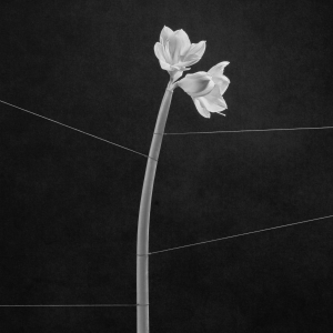 Trentemøller - Dreamweaver in der Gruppe UNSERE TIPPS / Freitagsveröffentlichungen / Fredag den 13:e september 2024 bei Bengans Skivbutik AB (5549533)