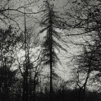 Curse All Kings - Feral Earth in der Gruppe CD bei Bengans Skivbutik AB (5549815)