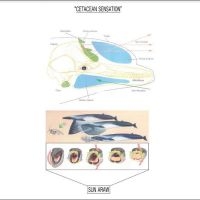 Sun Araw - Cetacean Sensation in der Gruppe UNSERE TIPPS / Freitagsveröffentlichungen / Fredag den 28:e Juni 2024 bei Bengans Skivbutik AB (5550000)