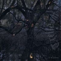 Trelldom - By The Shadows (Digipack) in der Gruppe UNSERE TIPPS / Freitagsveröffentlichungen / Fredag den 13:e september 2024 bei Bengans Skivbutik AB (5556849)
