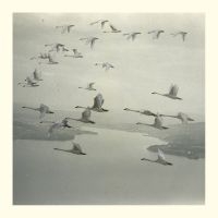 Snow Ghosts - And The World Was Gone in der Gruppe VINYL / Pop-Rock bei Bengans Skivbutik AB (5561050)