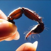 Squid - Cowards in der Gruppe UNSERE TIPPS / Freitagsveröffentlichungen / 2025-02-07 bei Bengans Skivbutik AB (5571710)