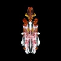 Scraps Of Tape - The Will To Burn (Limited Indie Exc in der Gruppe VINYL / Pop-Rock bei Bengans Skivbutik AB (5572515)