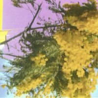 Four Tet - Into Dust (Still Falling) in der Gruppe VINYL / Pop-Rock bei Bengans Skivbutik AB (5637192)