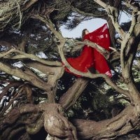 Frances Hannah - Nested In Tangles in der Gruppe CD / Kommande / World Music bei Bengans Skivbutik AB (5638016)