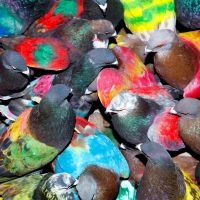 Blawan - Sickelixir in der Gruppe CD / Kommande / Pop-Rock bei Bengans Skivbutik AB (5642269)