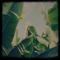 Lagoss - Plátano Tapes in der Gruppe Pop-Rock bei Bengans Skivbutik AB (5643292)