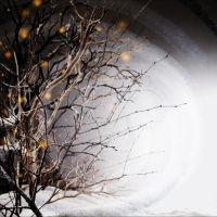 Winterlight - Winterlight in der Gruppe UNSERE TIPPS / Startsida - Vinyl Nyheter & Kommande bei Bengans Skivbutik AB (5644843)