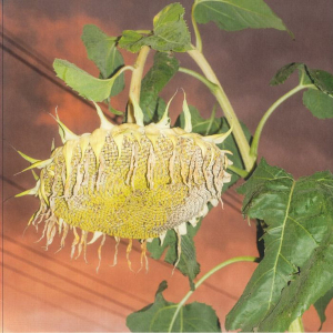 Phatness - Fillerkiller (Vinyl LP) in der Gruppe VINYL / Elektroniskt bei Bengans Skivbutik AB (5646737)