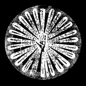 Filhos - Vol.2 in der Gruppe Nyheter / Pop-Rock bei Bengans Skivbutik AB (5648363)