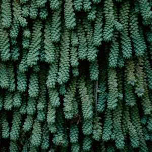 May Hank - Tails in der Gruppe CD / Pop-Rock bei Bengans Skivbutik AB (5650924)