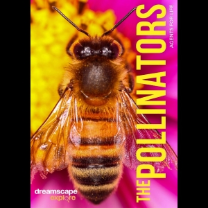 Various Artists - Dreamscape Explore: The Pollinators in der Gruppe Musik-DVD & Bluray / Nyheter bei Bengans Skivbutik AB (5655327)