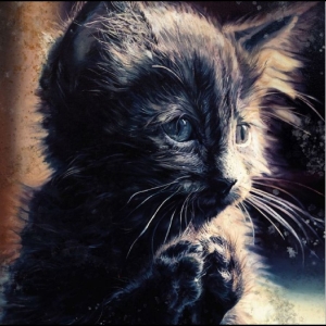 Perzeptiverdampfkesselqualmtbesinnl - Pussy Disco in der Gruppe Kommande - alla format bei Bengans Skivbutik AB (5656575)