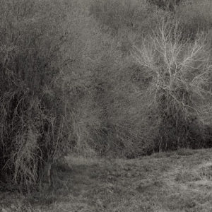 Leimer K. - Atrophies For Piano in der Gruppe VINYL / Kommande / Pop-Rock bei Bengans Skivbutik AB (5663351)