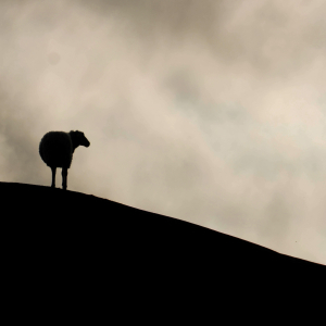 Hyacinthuset - Gå (Vänd Inte Om) (Yellow Vinyl LP - incl. 12 page booklet) in der Gruppe Labels / Lekrummet bei Bengans Skivbutik AB (5665066)