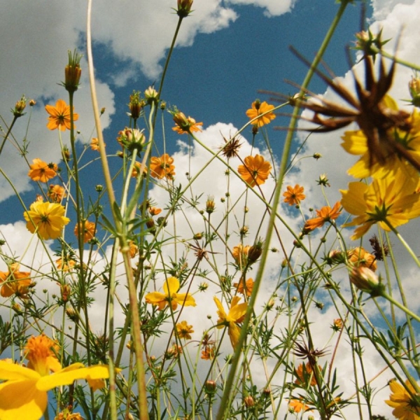 Tasha - You Are Spring! (Ltd. Yellow Wildfl in der Gruppe VINYL / Nyheter / Pop-Rock bei Bengans Skivbutik AB (5677555)