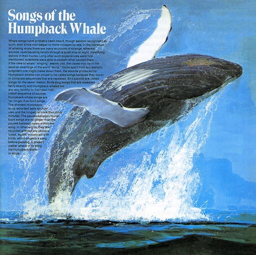Songs Of The Humpback Whale - Songs Of The Humpback Whale in der Gruppe CD / Worldmusic/ Folkmusik bei Bengans Skivbutik AB (591831)