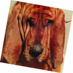 Segall Ty - Goodbye Bread in der Gruppe CD / Pop bei Bengans Skivbutik AB (658922)