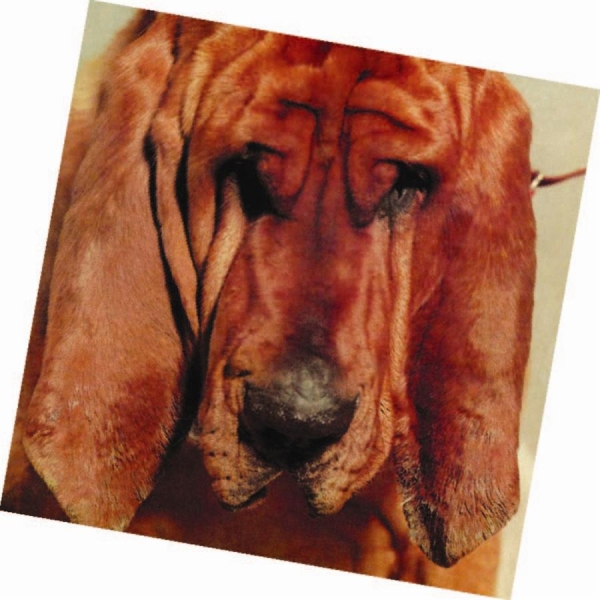 Segall Ty - Goodbye Bread in der Gruppe CD / Bestseller bei Bengans Skivbutik AB (658922)