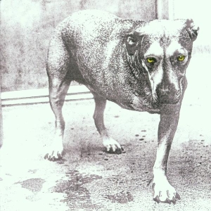 Alice In Chains - Alice In Chains in der Gruppe Övrigt /  bei Bengans Skivbutik AB (662079)