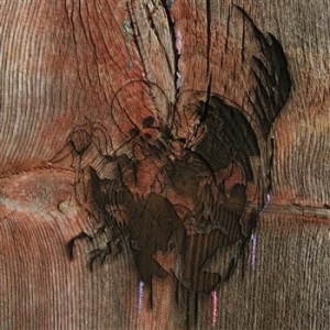 Avey Tare's Slasher Flicks - Enter The Slasher House in der Gruppe CD bei Bengans Skivbutik AB (992288)