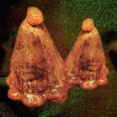 Black To Comm - Oocyte Oil & Stolen Androgens