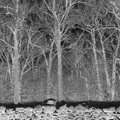 Pile - Sunshine And Balance Beams (Ltd Tra