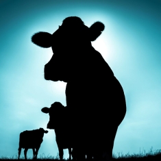 Singülar - Singülar