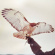 Jm Airis - Wild Birds Jm Airis - Wild Birds