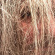 Luminous Bodies - Luminous Bodies Luminous Bodies - Luminous Bodies