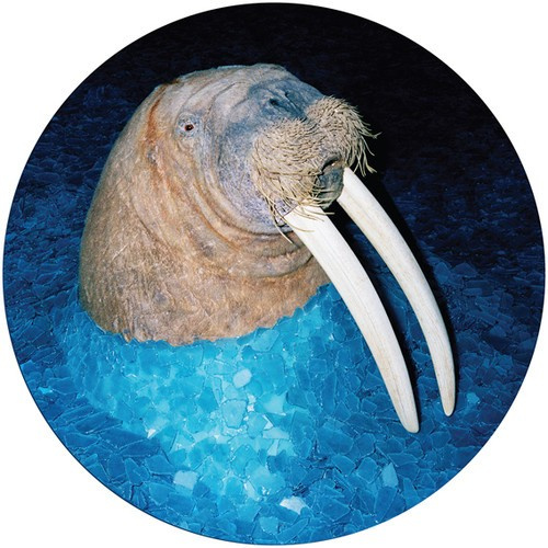 Tross - Walrus Ep (Pic Disc)