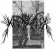 Misanthrope Ca - Deathbridge Misanthrope Ca - Deathbridge