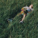 Sportsman - Neverland Sportsman - Neverland