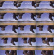 People Like Us Matmos Wobbly - Wide Open Spaces People Like Us Matmos Wobbly - Wide Open Spaces