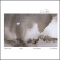 Alex Cline - Cloud Plate Alex Cline - Cloud Plate