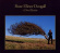 Dougall Rose Elinor - A New Illusion Dougall Rose Elinor - A New Illusion