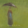Sol Invictus - In The Rain Sol Invictus - In The Rain