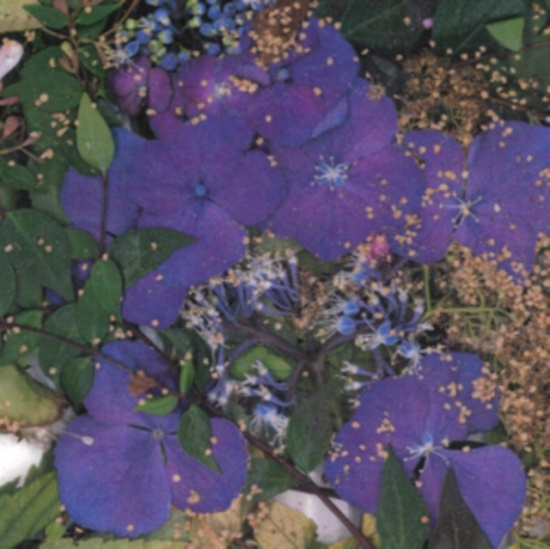 Somesurprises - Somesurprises