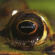 Ziporyn Evan - Frog's Eyes Ziporyn Evan - Frog's Eyes