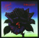 Thin Lizzy - Black Rose - A Rock Legend (Vinyl) Thin Lizzy - Black Rose - A Rock Legend (Vinyl)