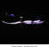 Kirlian Camera - Invisible Front. 2005 Kirlian Camera - Invisible Front. 2005