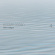 Radigue Eliane - Occam Ocean, Vol. 4 Radigue Eliane - Occam Ocean, Vol. 4