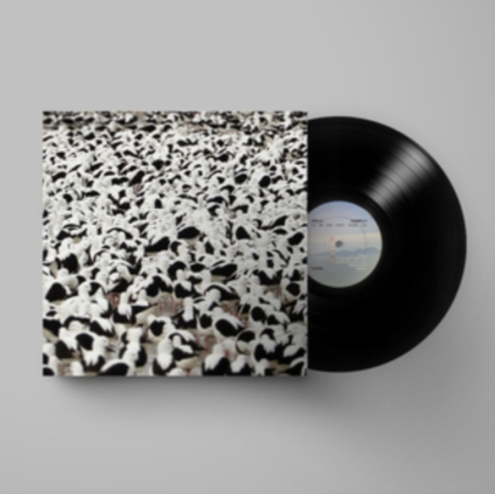 Stella Donnelly - Flood