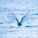RYO FUKUI - Mellow Dream RYO FUKUI - Mellow Dream